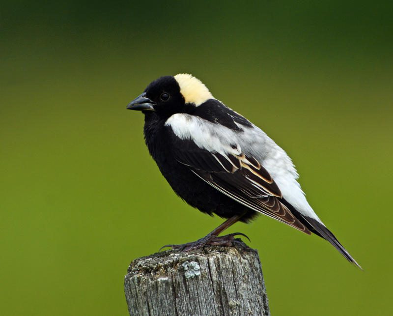 bobolink on fence