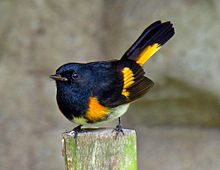 Tarrywile Park photo of the bird, american redstart