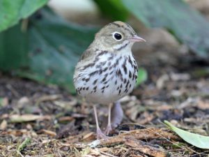 Tarrywile Park photo of the bird Ovenbird