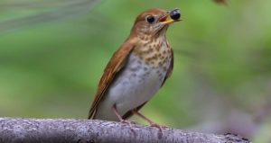 Tarrywile Park photo of the veery bird
